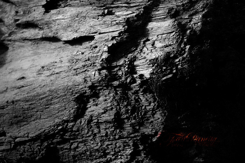 _MG_7866BW